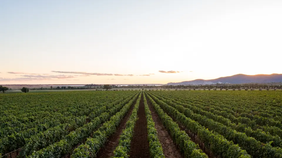 Rows of vineyard vines in a regional farming valley